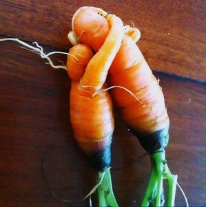 Meet your Posher, Lucy